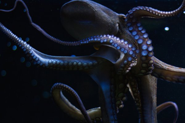 Kraken даркнет что это